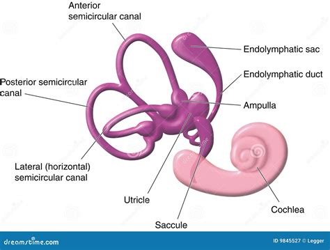 Vestibular Apparatus of the Ear Stock Vector - Illustration of canal, endolymphatic: 9845527