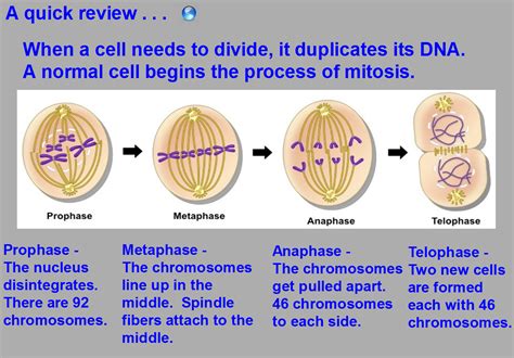 Science 8: Interphase / Mitosis Notes