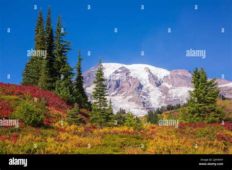 Stunning Fall Foliage At Mt Rainier National Park In Washington State