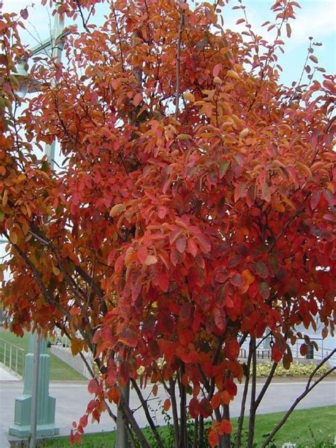 Deciduous Tree Amelanchier Canadensis Canadian Serviceberry Shadbush