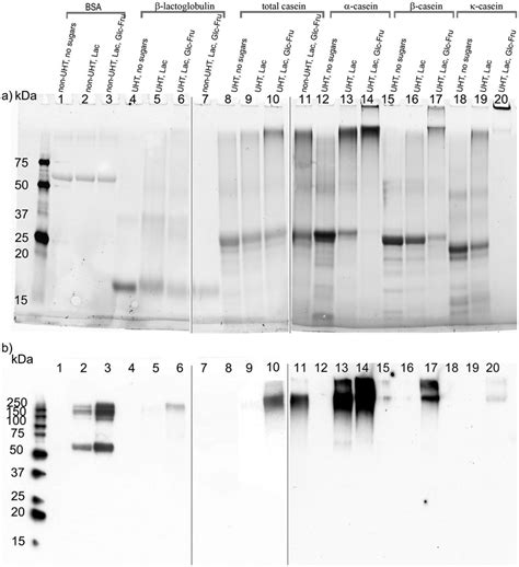 Representative SDS PAGE Gels A And CML Blots B Of BSA Lines 1 3