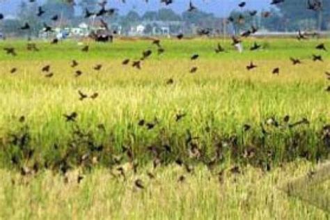 Petani Abdya Keluhkan Hama Burung Pipit ANTARA News Aceh