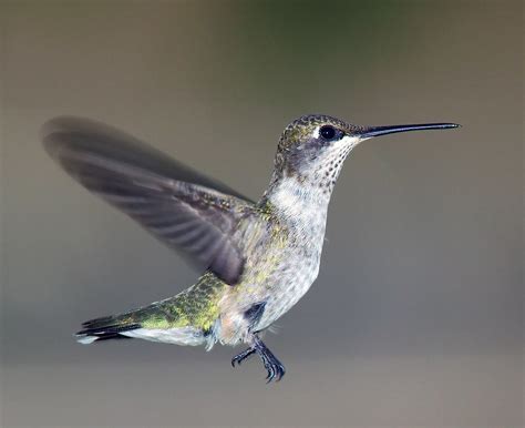 Black Chinned Hummingbird Female Archilochus Alexandri Flickr