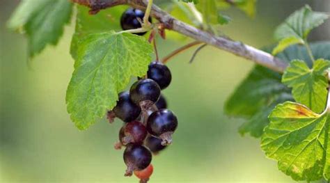 32 Shrubs And Trees With Purple Berries Identification Guide