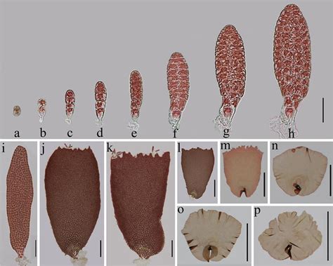 Early development and morphogenesis of Pyropia suborbiculata. a–h Early ...