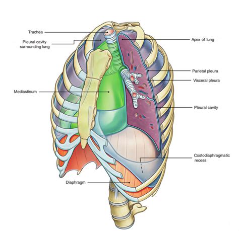 Pleura Earth S Lab