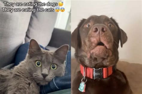 Trumps Eating Dogs Cats Claim Becomes Tiktok Trend