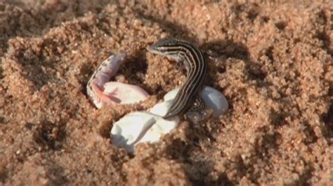 Whiptail Lizard Reproduction