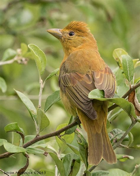 Summer Tanagers — Linda Murdock Photography