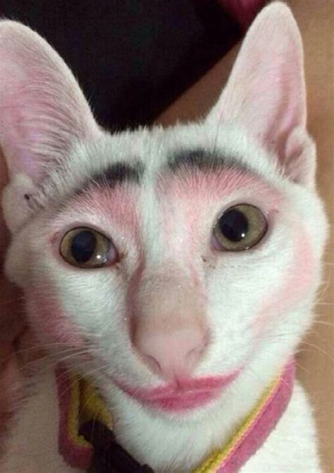 Cat With Makeup Meme Saubhaya Makeup