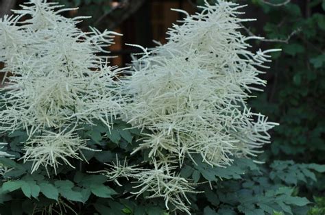 Aruncus Dioicus Skogskjegg Goats Beard Botanical Garden Natural