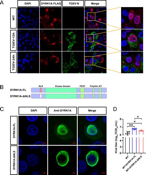 Dyrk1a Is A Multifunctional Host Factor That Regulates Coronavirus