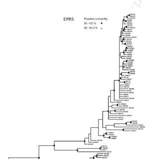 Consensus Phylogenetic Tree Inferred By Bayesian Analysis Based On Eprs