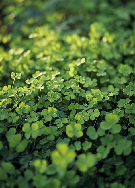 Microclover | Pipolina – The Seed Company by E.W. Gaze