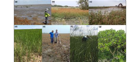 Dominant Plant Species Of China S Coastal Wetlands A Unvegetated