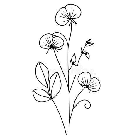 Easy Sweet Pea Flower Drawing Painting Sweet Pea Creeper Drawing