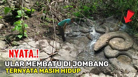 NYATA Ular Membatu Di Jombang Yang Viral Ternyata Masih Hidup Sedang