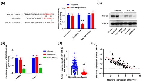 RNF187 Is Targeted By MiR 144 5p In CRC A The Predicted Binding Site