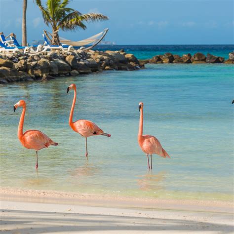 Top Caribbean Cruises Princess Cruises