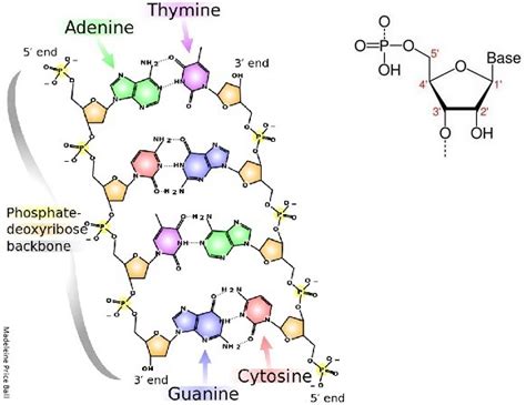 The Structure Of Dna Educ8all