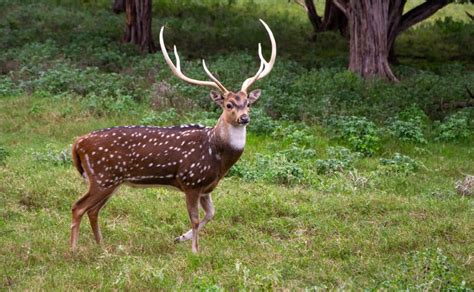 Axis Deer Hunting At Legacy Ranch Florida Premier Guided Hunts And Lodging