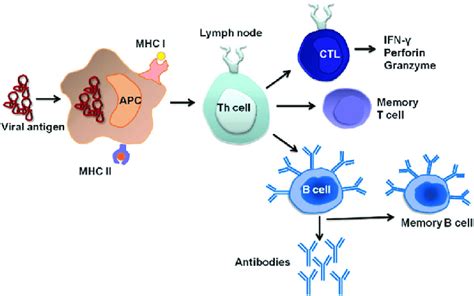 Schematic Representation Of The Mechanisms Of Vaccination And Immune