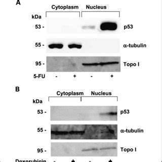 Effect Of 5 FU And Doxorubicin On The Cytoplasmic And Nuclear Fractions