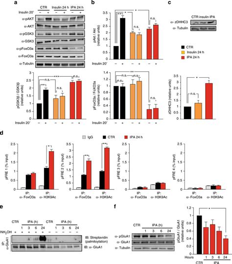 Insulin And Palmitic Acid Ipa Transcriptionally Induce Zdhhc3 And