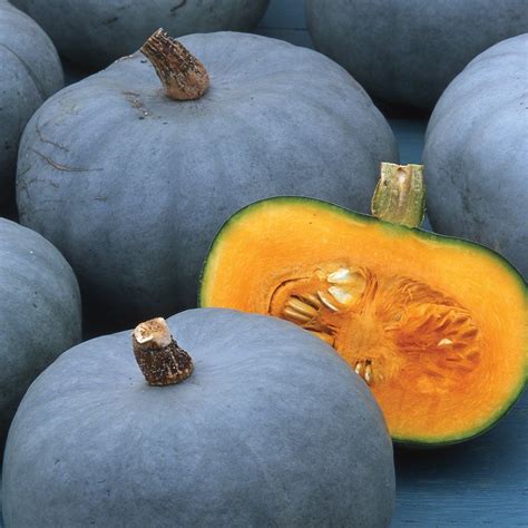 With Contrasting Blue Grey Skin And Orange Flesh Winter Squash Type