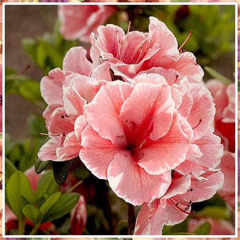 Video Watering Your Encore Azaleas Artofit