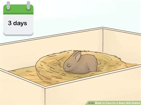 How to Care for a Baby Wild Rabbit (with Pictures) - wikiHow