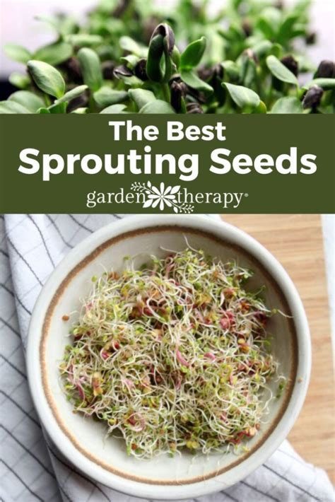 The Best Sprouts To Eat And How To Grow Them From Seed