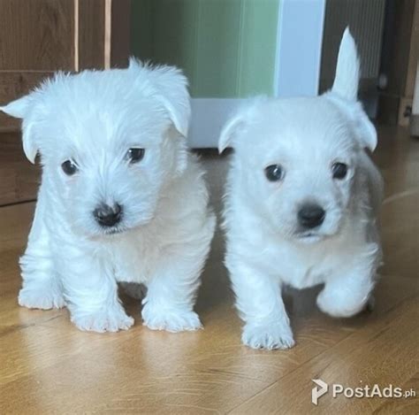 West Highland Terrier Puppies Jesica Perez PostAds Ph