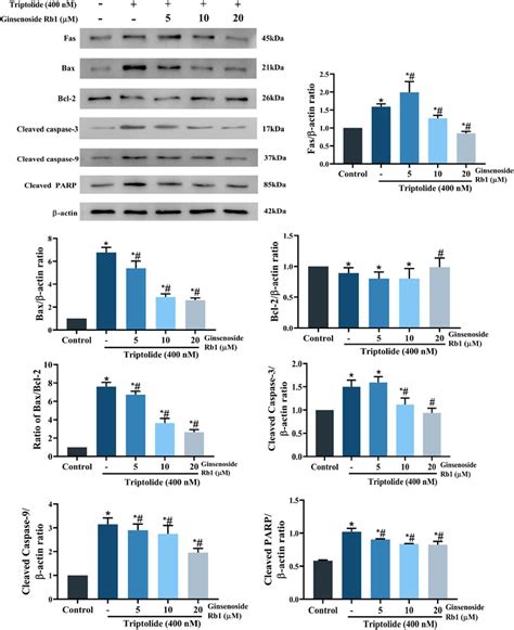 Frontiers Ginsenoside Rb Attenuates Triptolide Induced Cytotoxicity