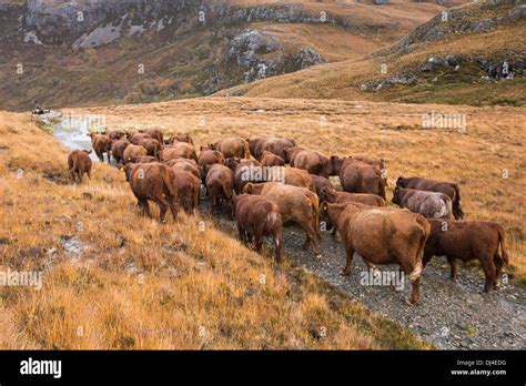 Pass Of Cattle Scotland Hi Res Stock Photography And Images Alamy