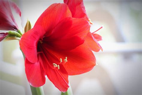 Details Imagen Flor Amarilis Roja Abzlocal Mx