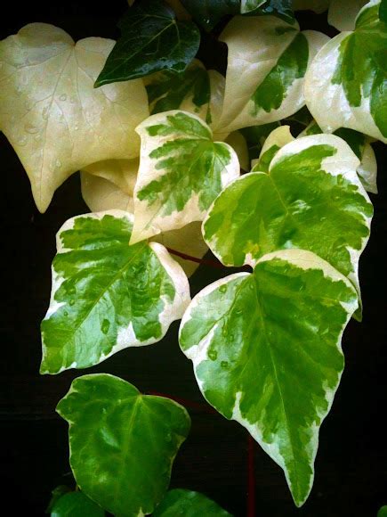 Gloire De Marengo Variegated Algerian Ivy Project Noah