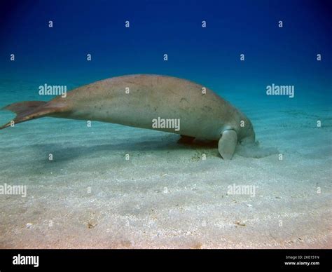 Dugong. Baby dugong from the bay of Mars Mubarak Dugongo. Sea Cow in Marsa Alam. Marsa Mubarak ...