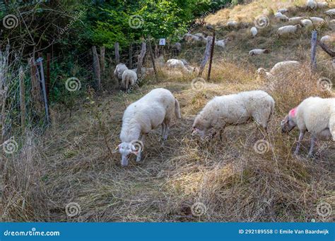 Grupo De Ovelhas Brancas A Pastorear Numa Encosta Erva Seca