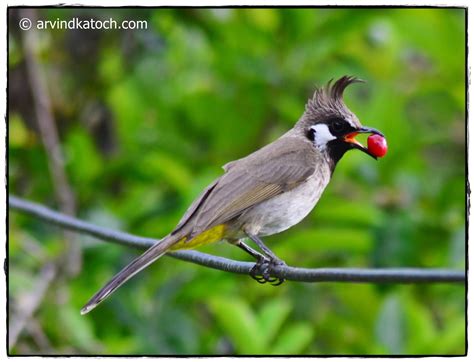 Indian Birds Photography and Details : The Himalayan Bulbul (Pycnonotus ...