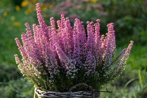 heather common pink  photo  pixabay