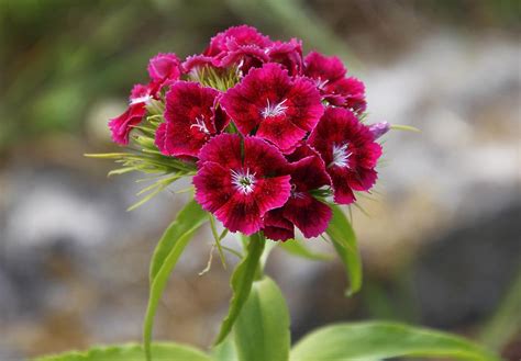 Goździk kropkowany Brilliant Dianthus deltoides Wszystko dla ogrodu