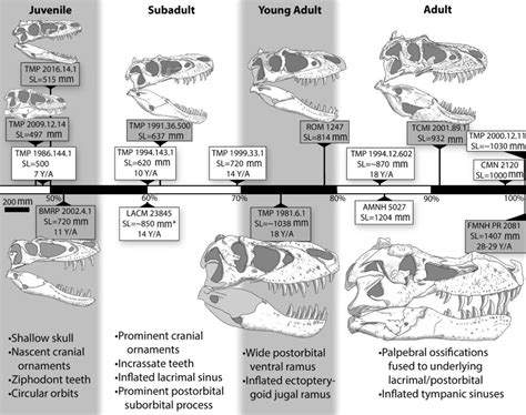 Juvenile Gorgosaurus Skull And Tyrannosaurid Growth