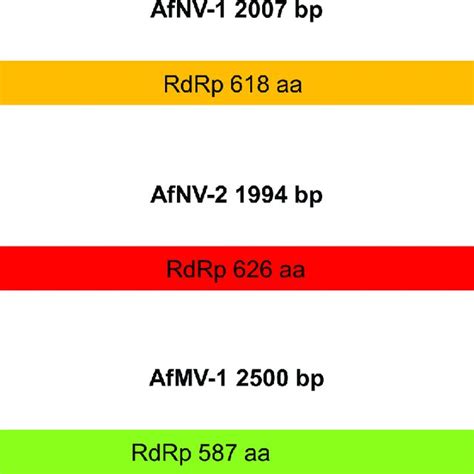 Schematic Representation Of The Genomic Organization Of The Novel