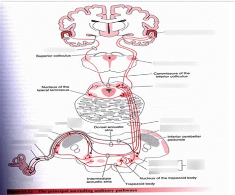 Neuroanatomy Test Diagram Quizlet