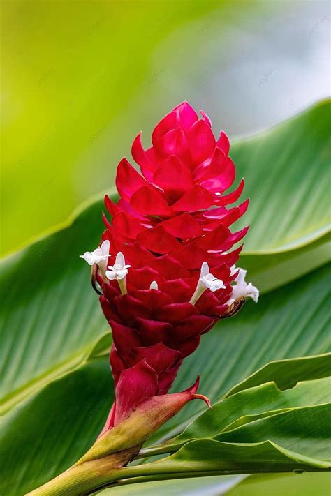 Alpinia Purpurata Background Images, HD Pictures and Wallpaper For Free ...