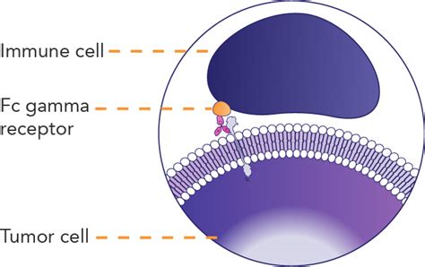 How Herceptin® (trastuzumab) is Thought To Work | Herceptin ...