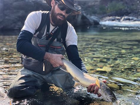 Threats Facing Bull Trout In Alberta The Bushwhackers Society