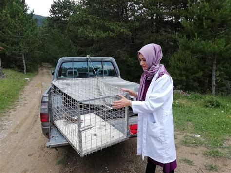 Tedavi Edilen Atmaca Doğaya Salındı Haberler