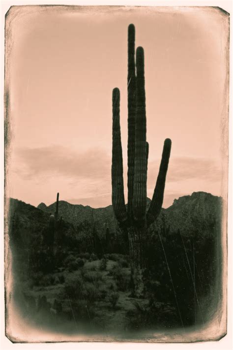 Pin by Tim Beeker on Sonoran Desert | Sonoran desert, Painting, Art